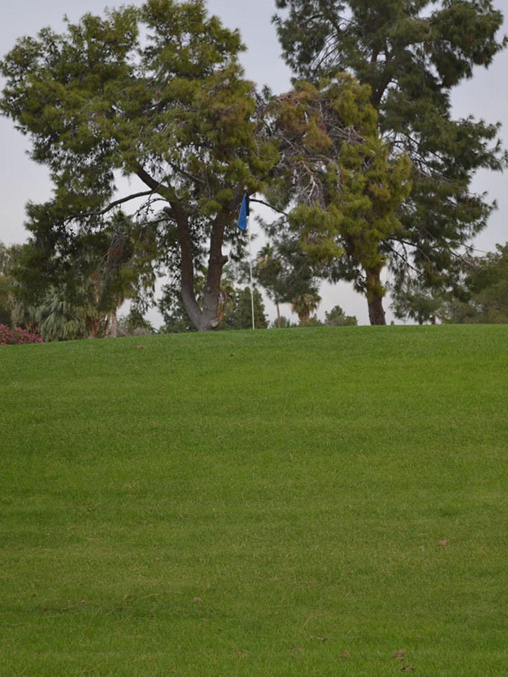 Platinum Heat Sod Blend